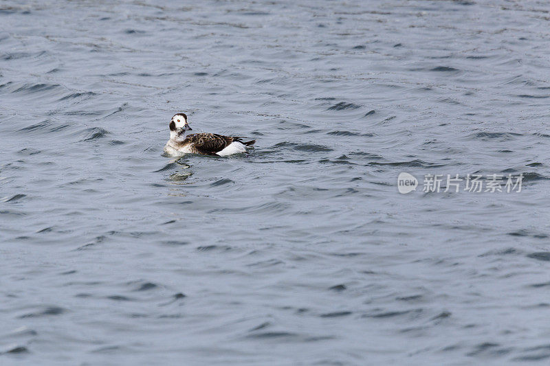 母长尾鸭(Clangula hyemalis)